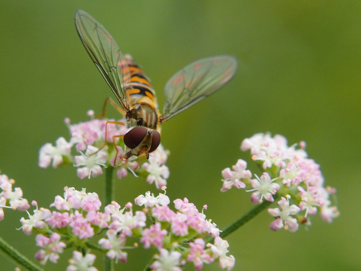 We welcome the @CommonsSITC report on its inquiry into insect decline and UK food security, which makes a number of recommendations to improve our understanding of and halt declines in insect populations 🧵 1/