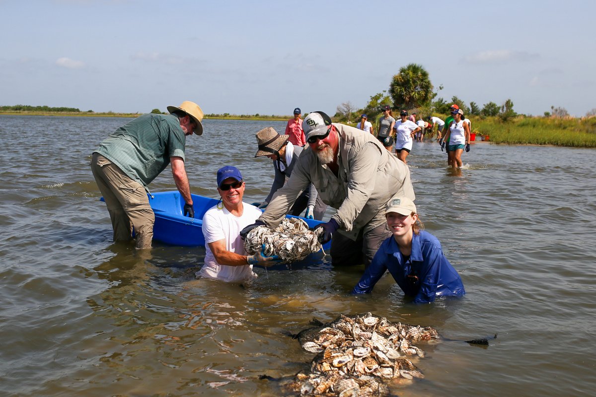 With $5 million from NOAA, our Gulf Coast partners will restore oyster 🦪 populations, protect vanishing land, and engage communities through oyster shell recycling. fisheries.noaa.gov/feature-story/… @RAEstuaries @CRCL1988 @TampaBayWatch @GBayFoundation @alabamacoastal @PPBEP_FLAL