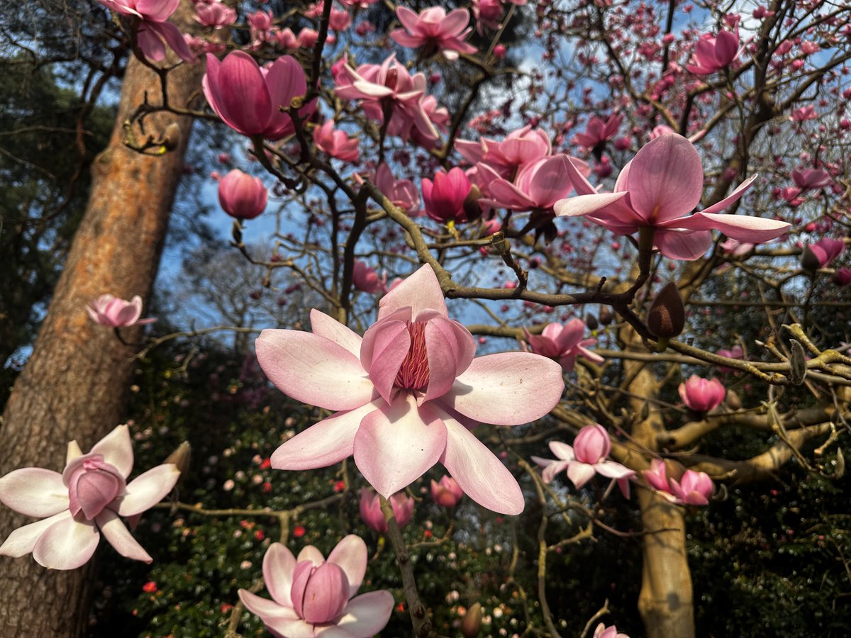 Springtime in bloom! It’s as though this beautiful Magnolia campbellii on Battleston Hill knew it is the 220th birthday of the RHS today. What a beautiful celebration. Discover how the RHS has evolved from 1804 to today: rhs.org.uk/about-us/what-…