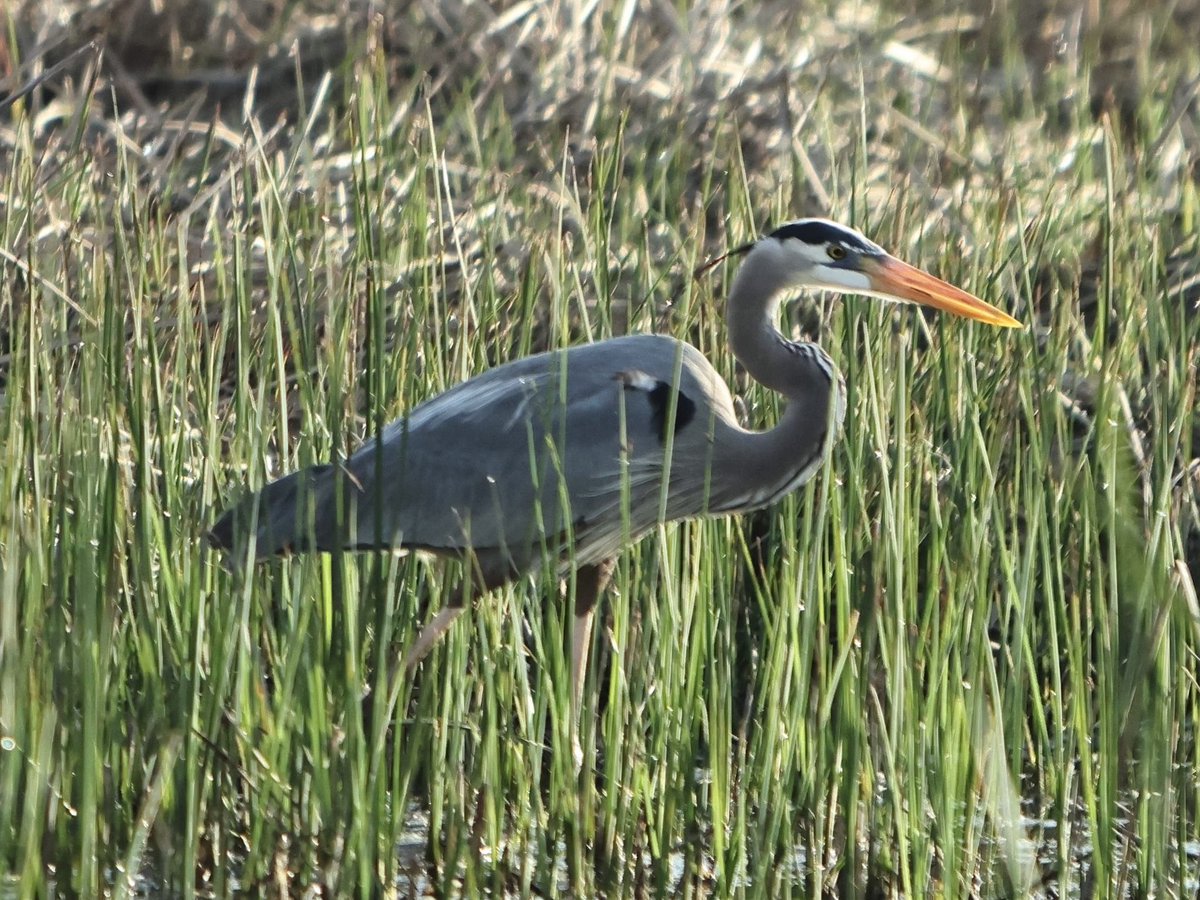 Spring! Great blue heron, Mueller SE Grnwy, E. Austin TX #birding #birdphotography #birdwatching @audubonsociety #birdsoftwitter #birdtwitter #TwitterNatureCommunity #naturephotography #naturelovers #shotonCanon (EOS R7; EF 70-200mm 2.8 lens) #Canonfavpic @Canonusaimaging