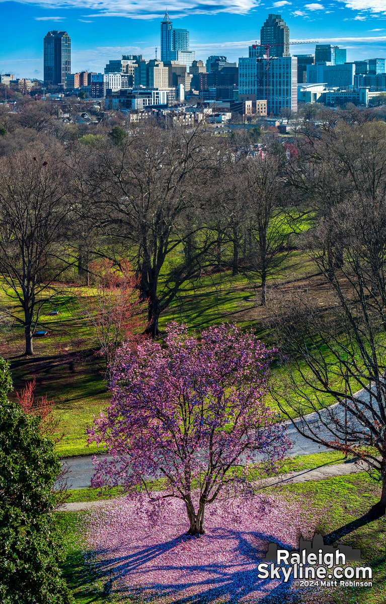 View of Downtown Raleigh and the saucer magnolia at Dix Park dropping its petals after yesterday's rain.