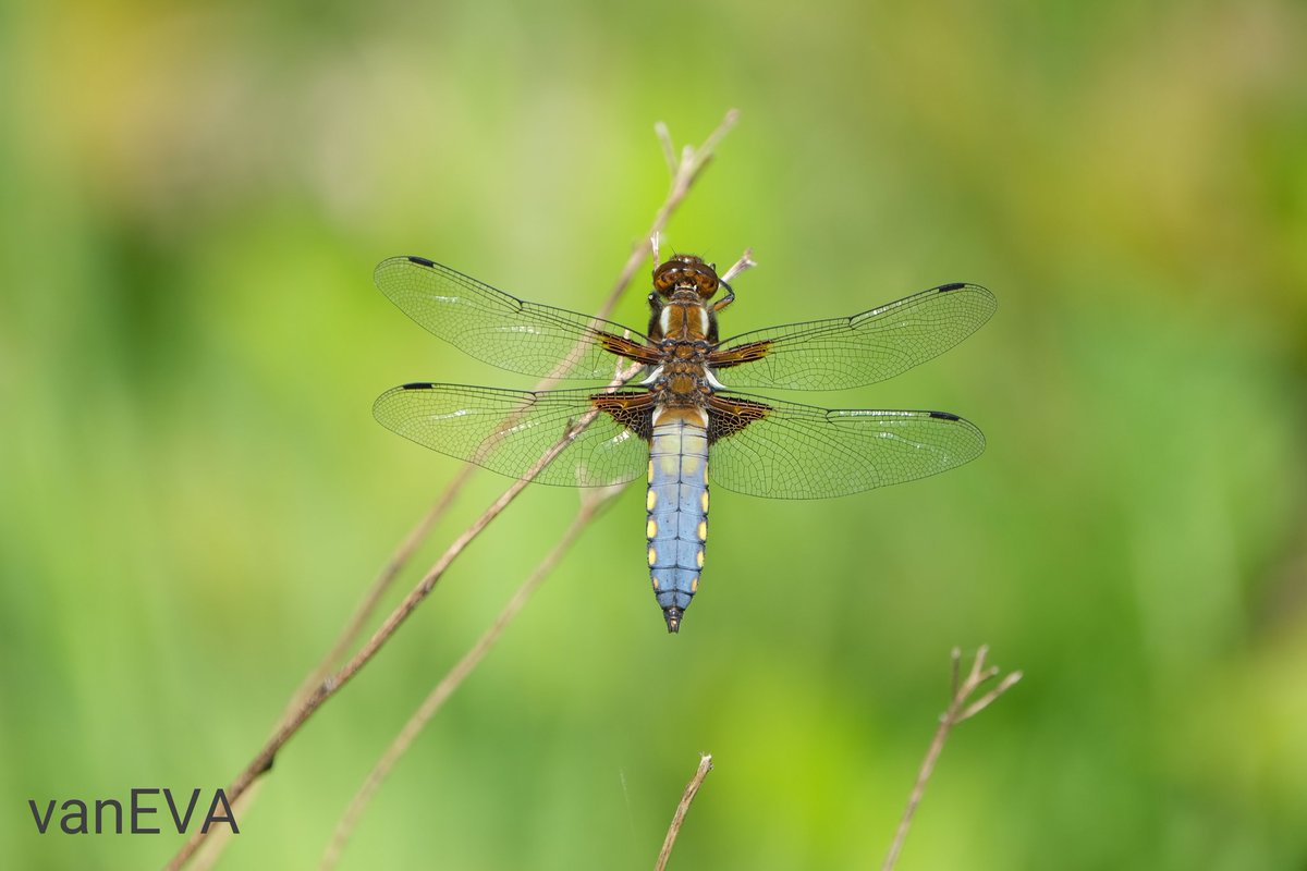 e_vanEVA's tweet image. Vandaag in #libellente de #platbuik