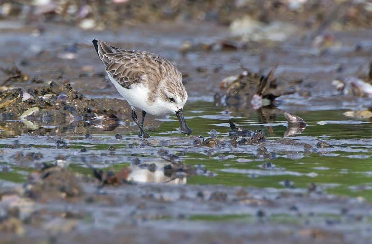 Philippines first Spoon-billed Sandpiper at Balanga Mudflats, Bataan today