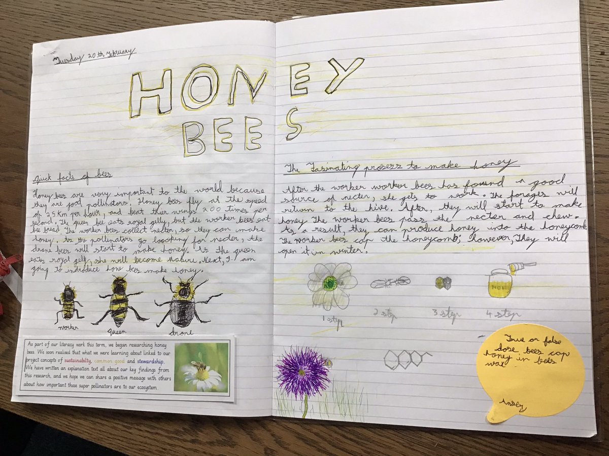 Incredible explanation texts all about honey bees 🐝 🍯