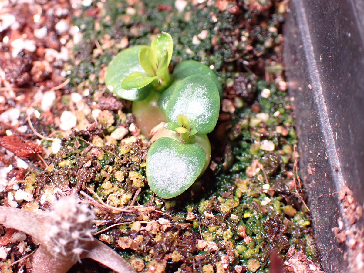 Pachypodium succulentum
2月播種
成長はなかなか早いのでは？