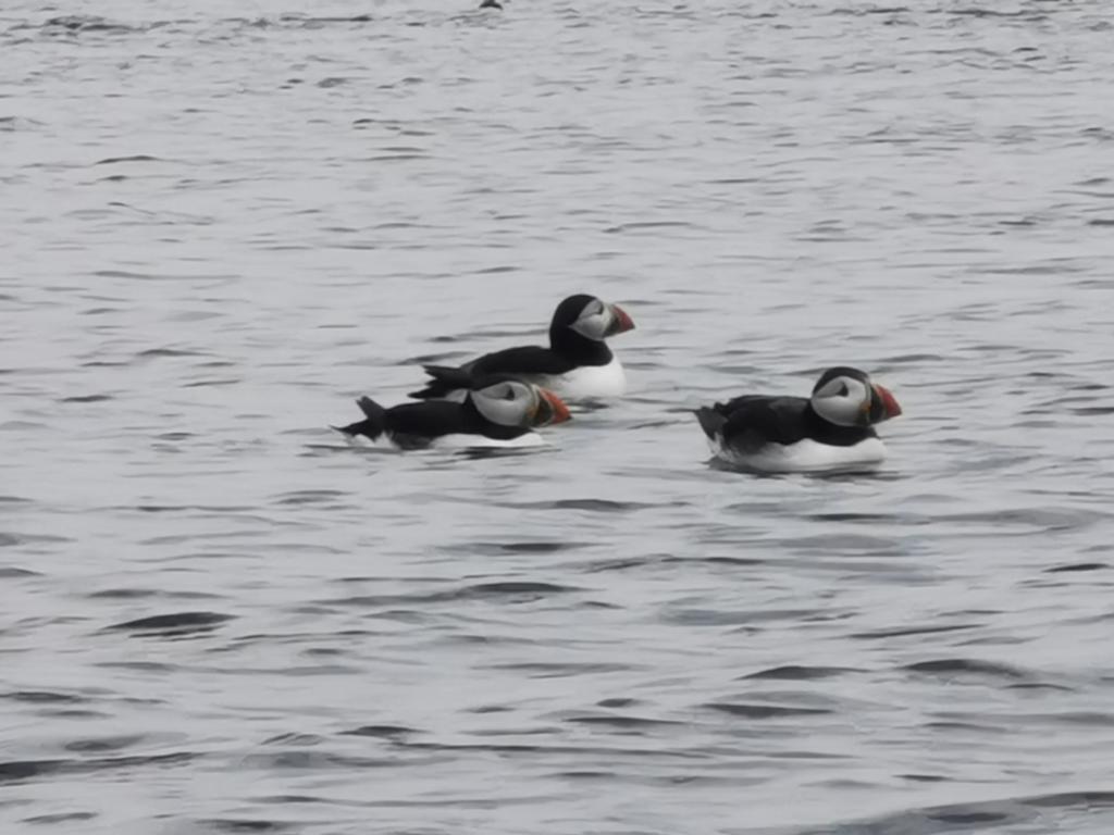 News Flash!! We have the first Puffins out at the Islands this morning. @VisitNland @NorthEastTweets #Northumberland #farneislands