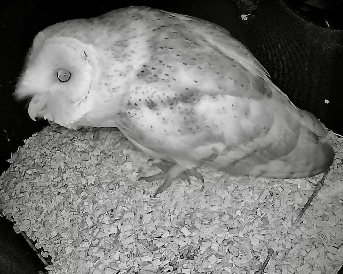🥰 Love, love, LOVE these shots from last night as the other barn owl box we have here got a visitation! 💚🦉 #barnowl #owl @BarnOwlCentre @BarnOwlTrust @GreenFeathersUK