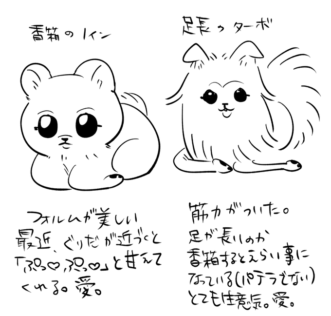 最近の愛犬観察記 香箱座り編 