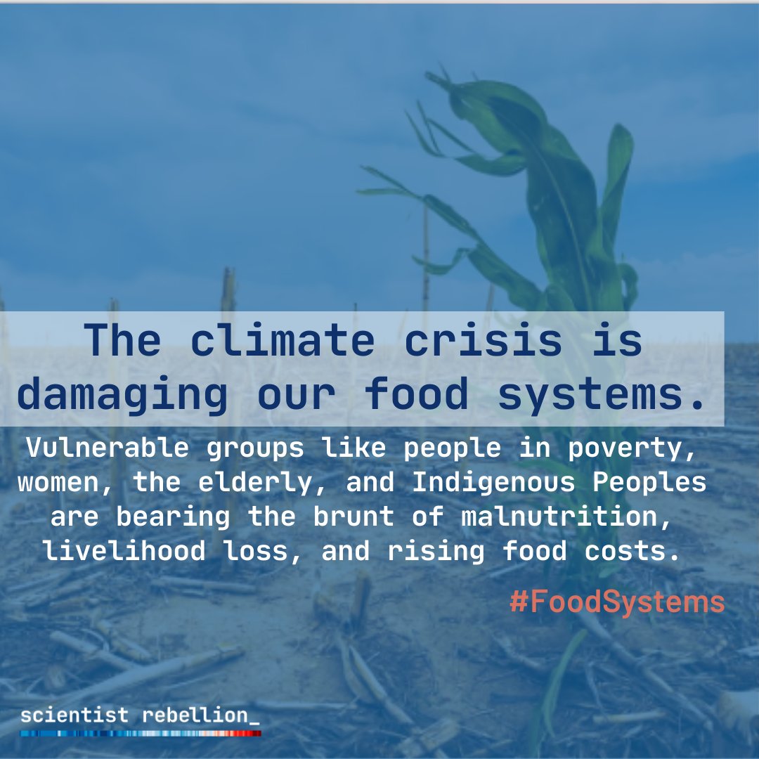 🍲 La catástrofe climática está dañando nuestros sistemas alimentarios. Los grupos más vulnerables, como las personas en pobreza y los pueblos indígenas, están sufriendo malnutrición por esta crisis. #CambioClimático #SistemasAlimentarios #JusticiaSocial (1/7)