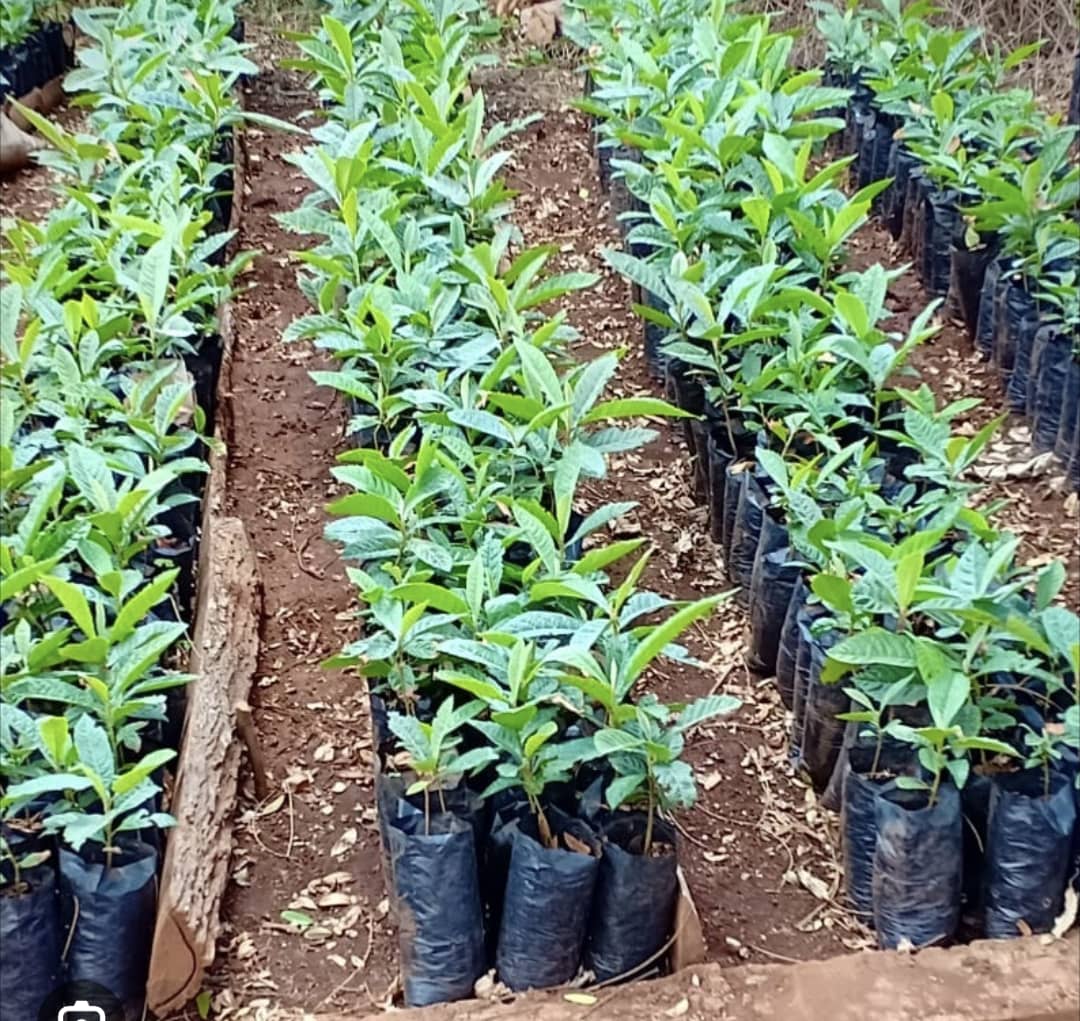 digitalgreenly's tweet photo. Through innovative technology and community engagement, we aim to create a virtual forest that will have a real-world impact on environmental conservation. Excited to make a difference with @ISAROEconext #Sustainability #DigitalTreePlanting 🌳🌍 https://t.co/BsfRzUMTdj