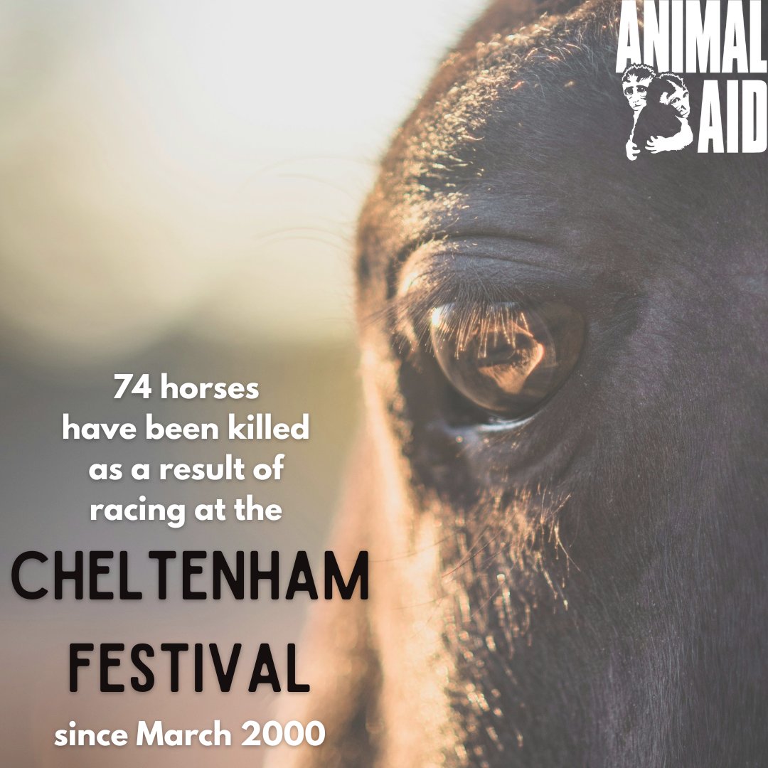 💔 74 horses have been killed as a result of racing at the Cheltenham Festival since March 2000. How is this cruelty still allowed? It's time to #BanJumpRacing ➡️ animalaid.org.uk/BanJumpRacing