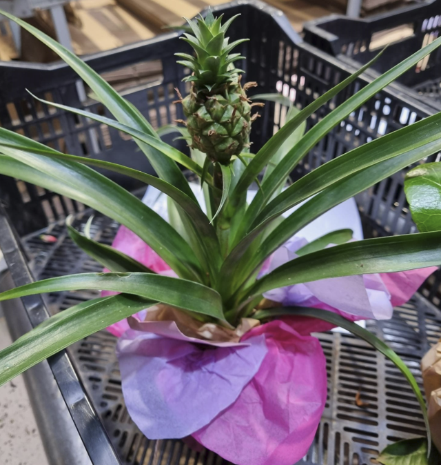 🚨Last Chance to Order Your Mother's Day Flowers &amp; Gifts 🚨

Check out our Mother's Day plants all dressed up and ready to be sent out in time for Mother's Day 

Hurry, order one of these beautifully packaged plants this Mother's Day. 🚚🌿

Order Now: gardeningexpress.co.uk/special-events…