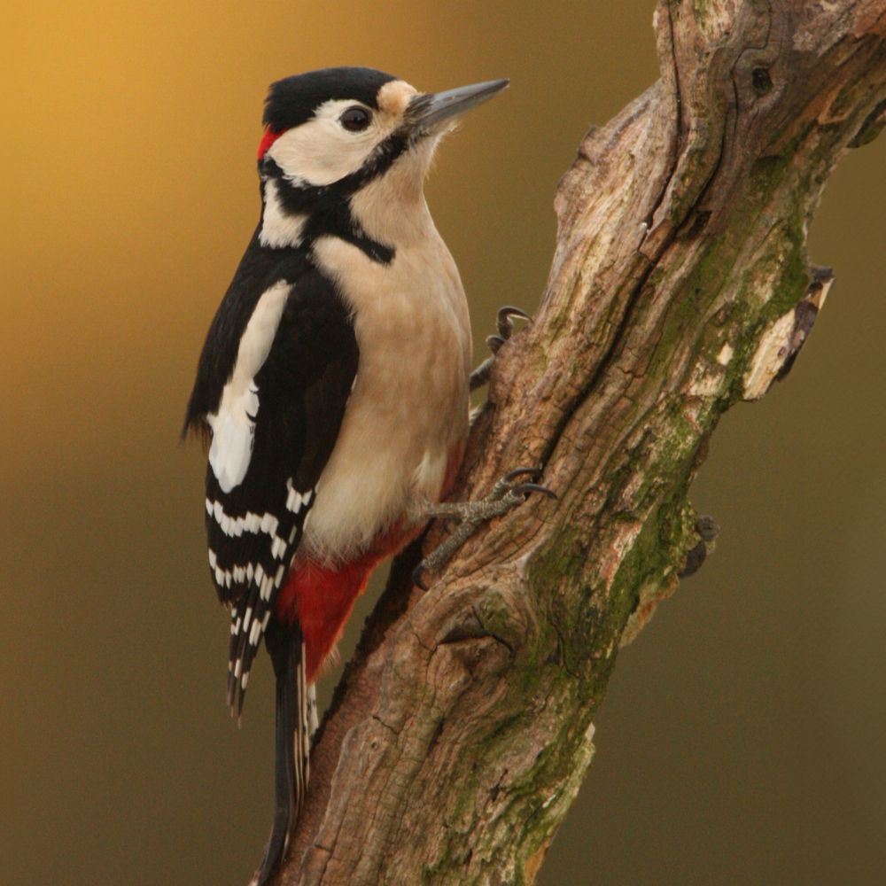 One of the first signs of spring is the sound of a woodpecker drumming 🥁 Have you heard one yet?#BirdsOfTwitter