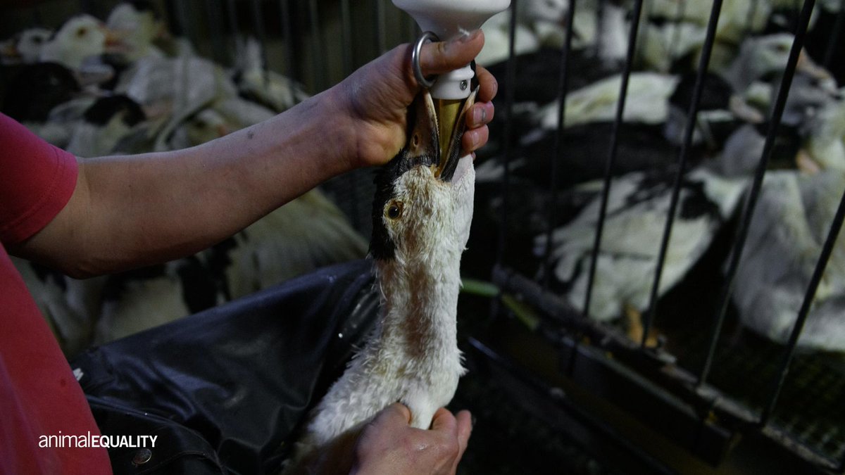 AE_Italia's tweet photo. Onorevole @FrancescoLollo1, faccia la cosa giusta: scriva al Commissario Europeo per l'Agricoltura per richiedere l'abolizione dei pesi minimi e sostenere la fine dell'alimentazione forzata per il Foie Gras in tutta Europa. #stopalimentazioneforzata https://t.co/LIYs5FEe8s