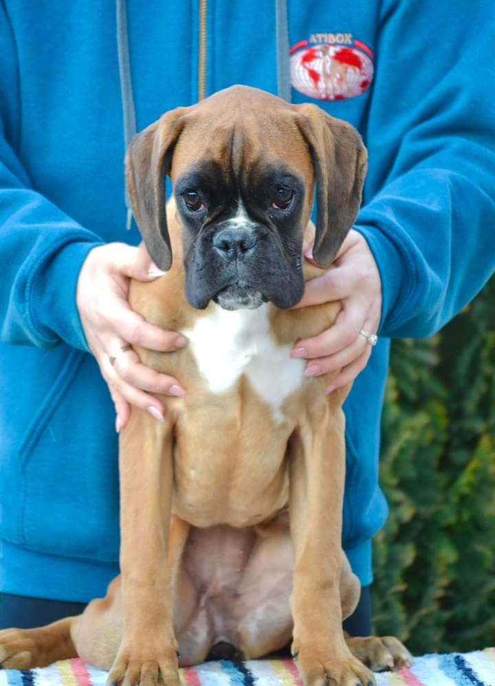 Boxer Lovers tweet media