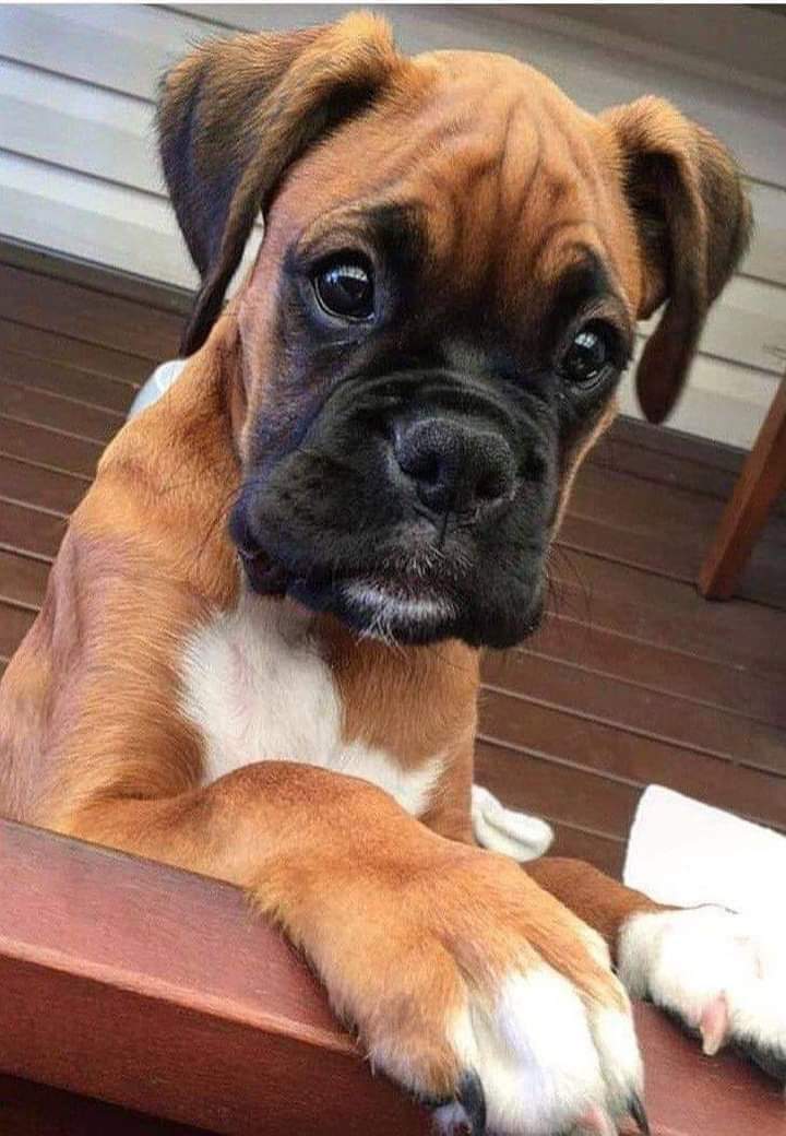 Boxer Lovers tweet media