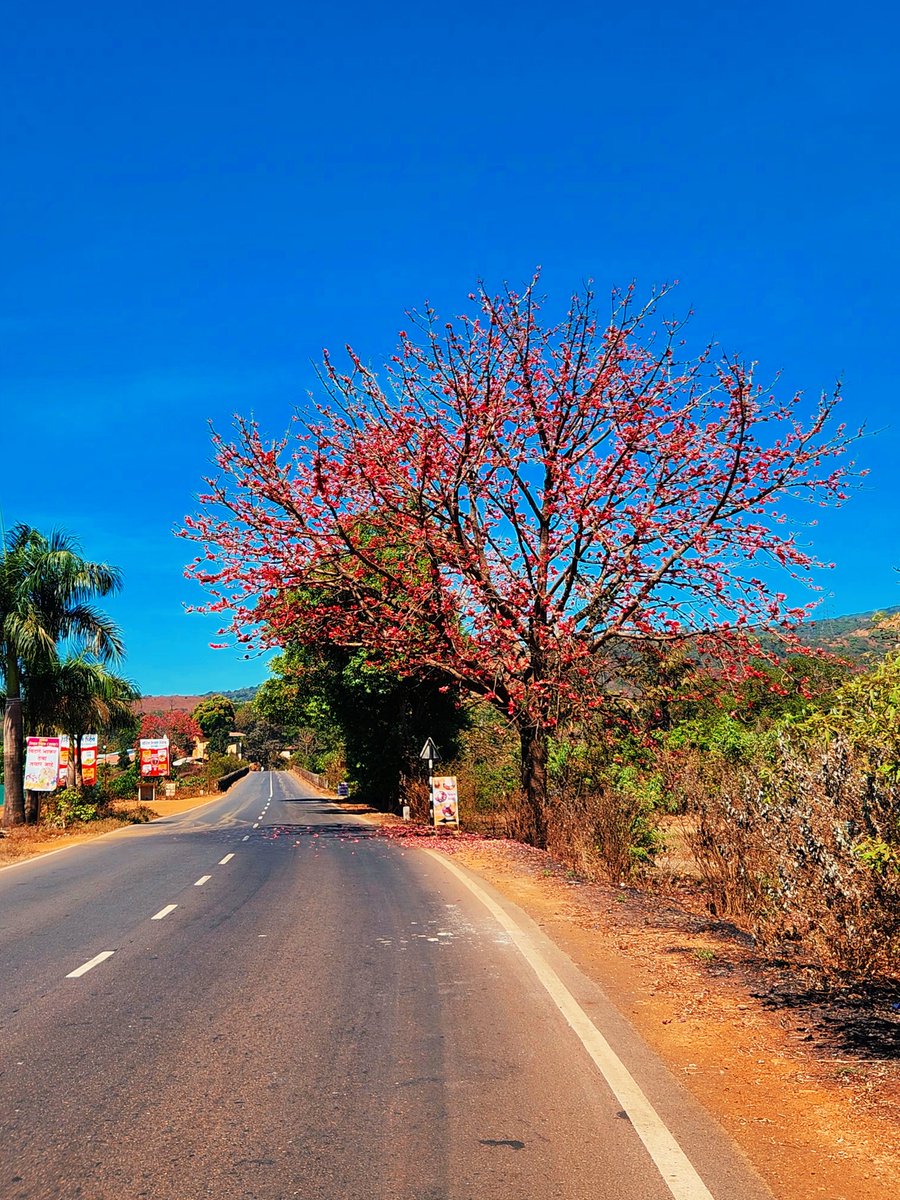 Palash tree also known as Flame of the Forest in full bloom 🌸
📍near Patan, on the way to Chiplun #Kokan