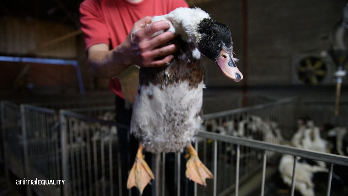 AE_Italia's tweet photo. I cittadini italiani si schierano contro l’alimentazione forzata per la produzione di foie gras: Ministro @FrancescoLollo1, faccia la sua parte! 

#stopalimentazioneforzata https://t.co/BUh8t1ABQN