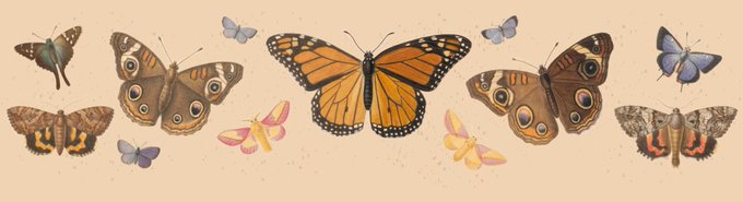 サウスカロライナ大学図書館のデジタルコレクションにあった、蝶と蛾と幼虫の水彩画149点 