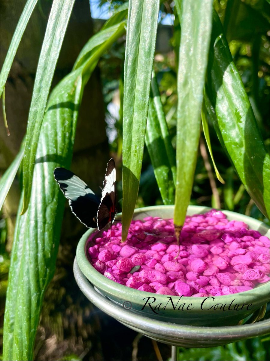 A 🦋, #butterfly #inspiringhope