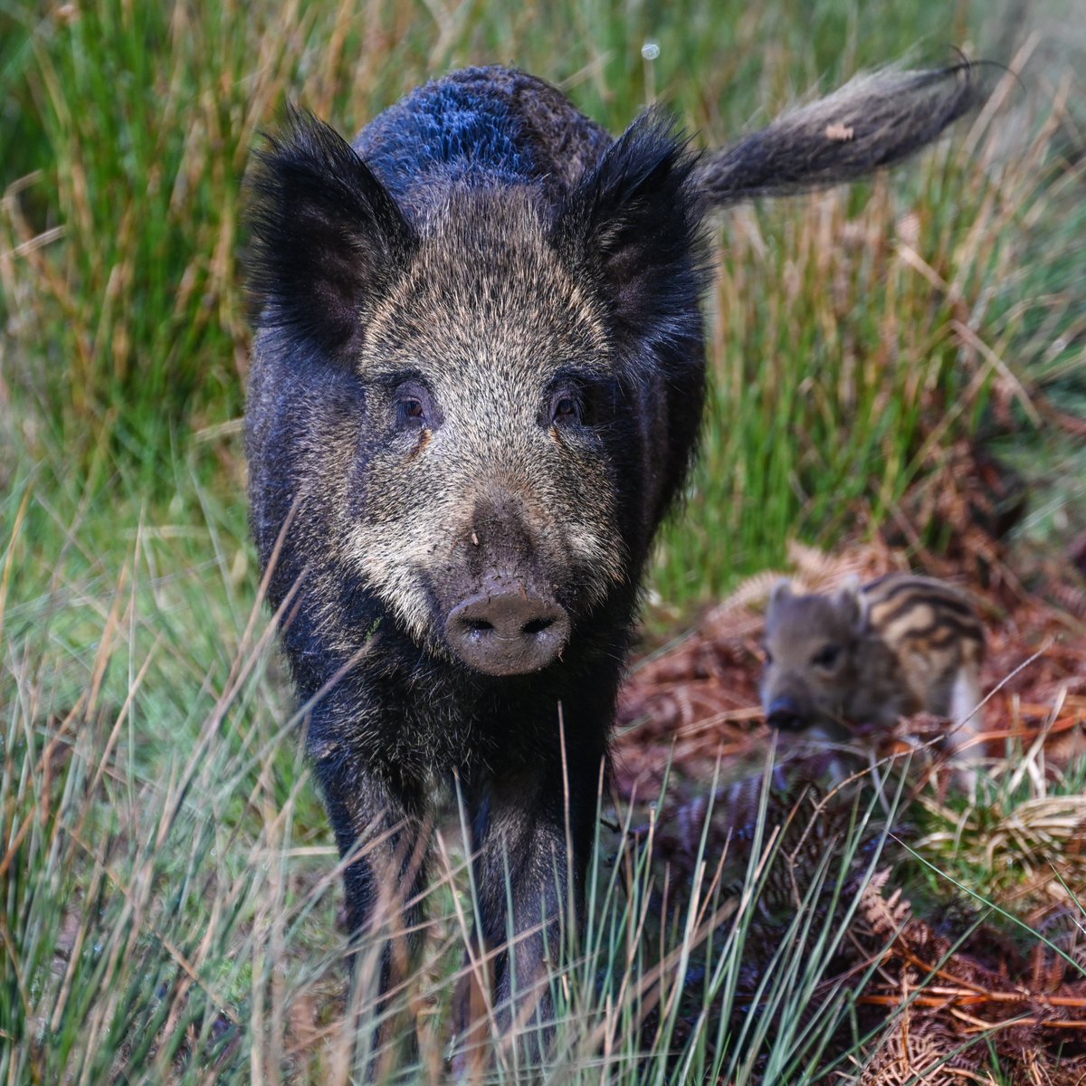 Photo highlights of a fantastic day in the Forest of Dean: my first time ever seeing wild boar piglets aka humbugs 😊
With many thanks to @thomas_winstone 
#BBCWildlifePOTD #ForestOfDean @VisitDeanWye @Mammal_Society