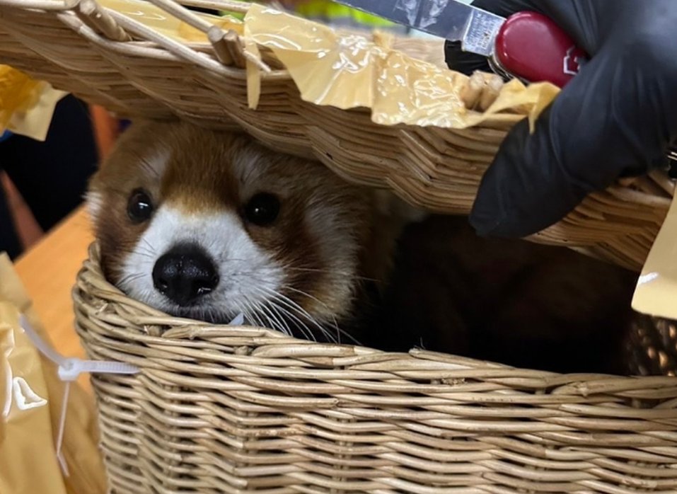 volcaholic1's tweet photo. During a luggage check-in on Monday, customs officials at Bangkok's international airport discovered dozens of exotic wildlife, including an endangered red panda, inside the luggage of six Indian nationals attempting to depart. Among the 87 confiscated animals were a red panda, two monkeys, snakes, lizards, rare birds, and a Sulawesi bear cuscus, a rare marsupial native to Indonesia. 

Full list:
2 red-eyed squirrels
7 monitor lizards
1 red panda
15 birds (including large-billed parrot and bird-of-paradise species)
29 chameleons
2 cotton top tamarins
2 bats
1 tigerfish
1 frog
4 skinks
21 snakes (Corn snake, Red Bamboo snake)
1 rat
1 Sulawesi bear cuscus

📷 Thai Customs Department