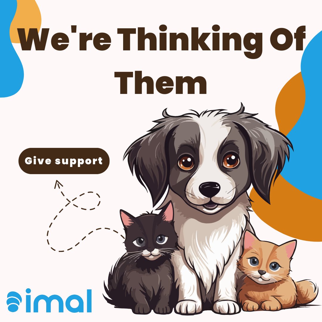 We haven't forgotten our little friends! We've come together for stray animals. Join us in supporting this beautiful cause, let's achieve more together. 🐾💙 #imalProject