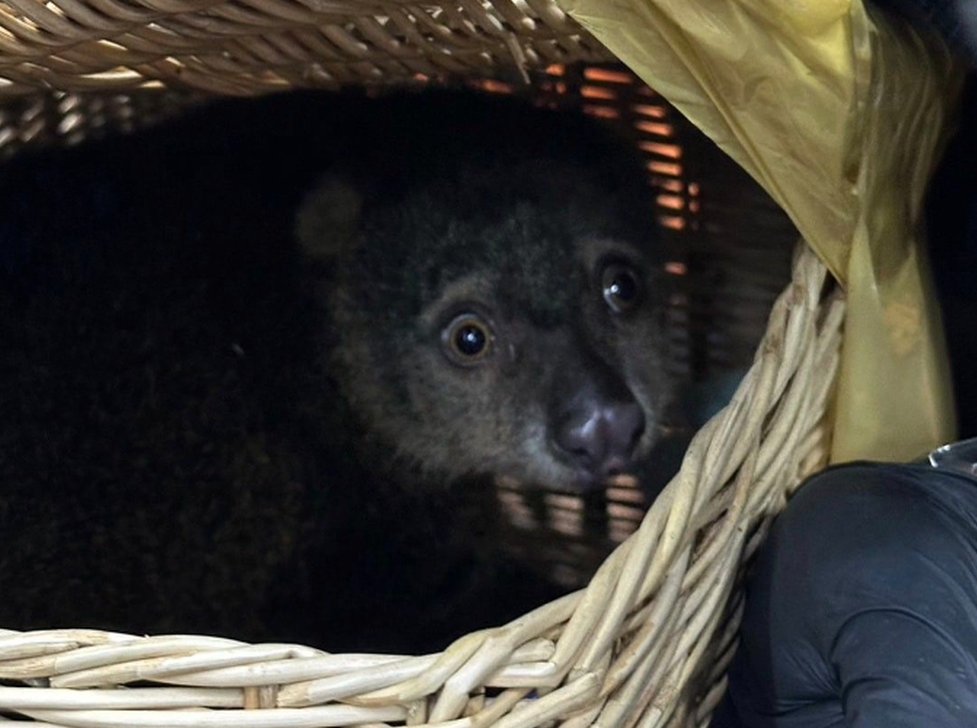 volcaholic1's tweet photo. During a luggage check-in on Monday, customs officials at Bangkok's international airport discovered dozens of exotic wildlife, including an endangered red panda, inside the luggage of six Indian nationals attempting to depart. Among the 87 confiscated animals were a red panda, two monkeys, snakes, lizards, rare birds, and a Sulawesi bear cuscus, a rare marsupial native to Indonesia. 

Full list:
2 red-eyed squirrels
7 monitor lizards
1 red panda
15 birds (including large-billed parrot and bird-of-paradise species)
29 chameleons
2 cotton top tamarins
2 bats
1 tigerfish
1 frog
4 skinks
21 snakes (Corn snake, Red Bamboo snake)
1 rat
1 Sulawesi bear cuscus

📷 Thai Customs Department