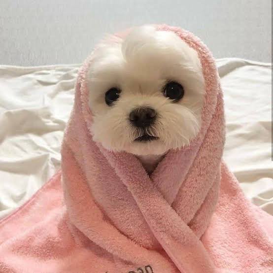 softboylty's tweet photo. he's so cute....... https://t.co/AnxMFtYuB6