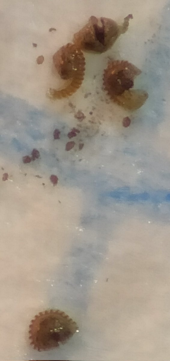 And now the practical is onto spore dispersal from sporangia in Adiantum fern. A couple of years ago the change to LED microscopes was unexpected problem so now the old hot lamps come out! Bursting open of annulus sends spores 10mm or further