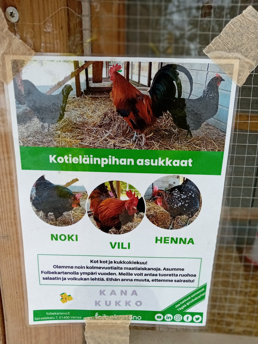 Kanat ovat piilossa lämpimässä. Minä hoidetaan viikonloppuisin kanoja. <a href="/foibekartano/">Foibekartano</a>