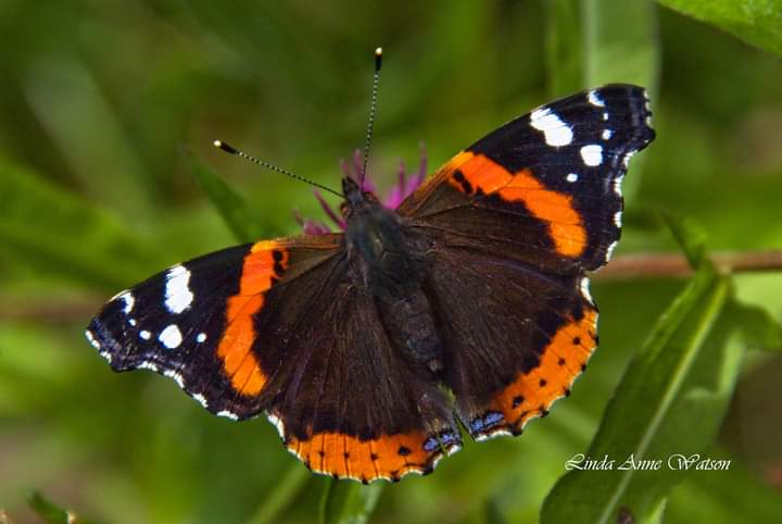 Something very beautiful to look forward to, Happy Thursday ❤️ #butterflies #redadmiral #nature #NaturePhotography #NatureBeauty
