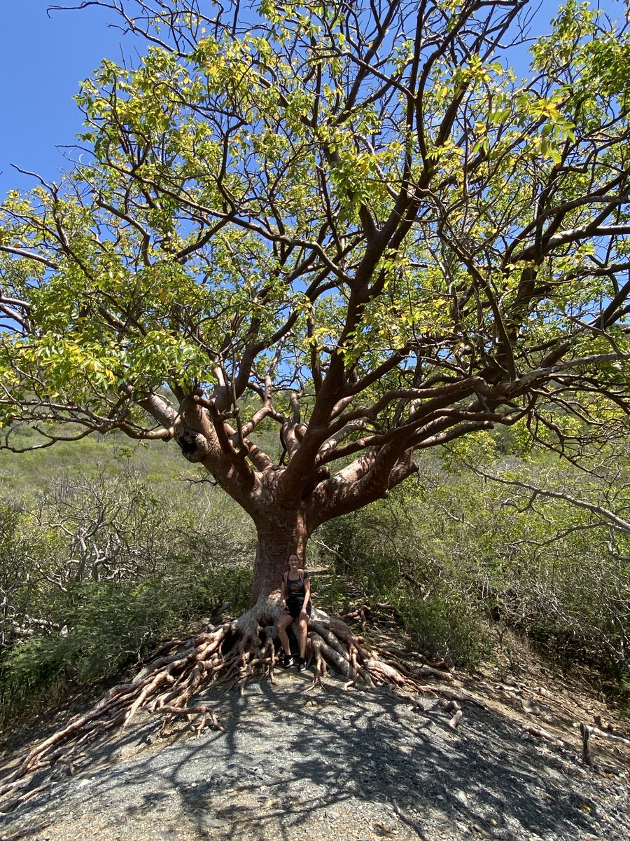 marketwrite's tweet image. Onder deze bijzondere boom (The Tree of Life) op Curaçao ging er van alles door me heen. Ik verwonderde me over de wil van deze krachtige boom om te leven. Het een zijn met zijn omgeving, die wortels die boven de grond groeiden... Wat is jouw WAAROM? youtube.com/watch?v=lfiUdx…
