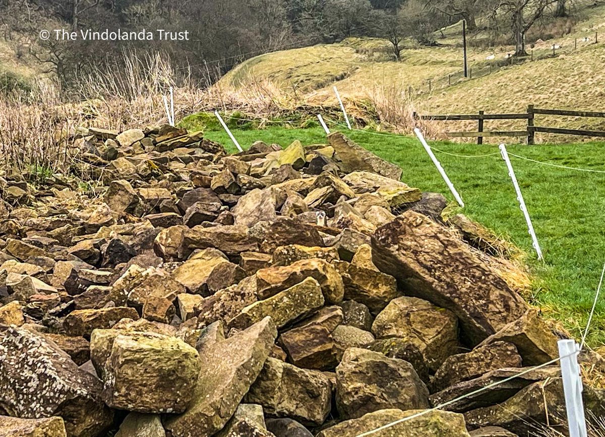 We see you! 👀 Our archaeologists spotted a visitor in the stones this morning! #Vindolanda