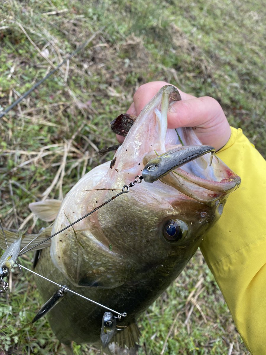 mukoBASS's tweet photo. RAID JAPAN新作のアラバマリグ‼️

【GHOST WEIR】👻👻👻

0.9mm径＋1.2mm径のワイヤーで構成されていてブレーキが良くかかる✨

具は“フィッシュローラー“の3inch、4inchを装着🫡

雨の影響で濁りが入ってエリアにエントリーしてすぐに引ったくったのが50UPでした💥 https://t.co/jt1xIw43Tk