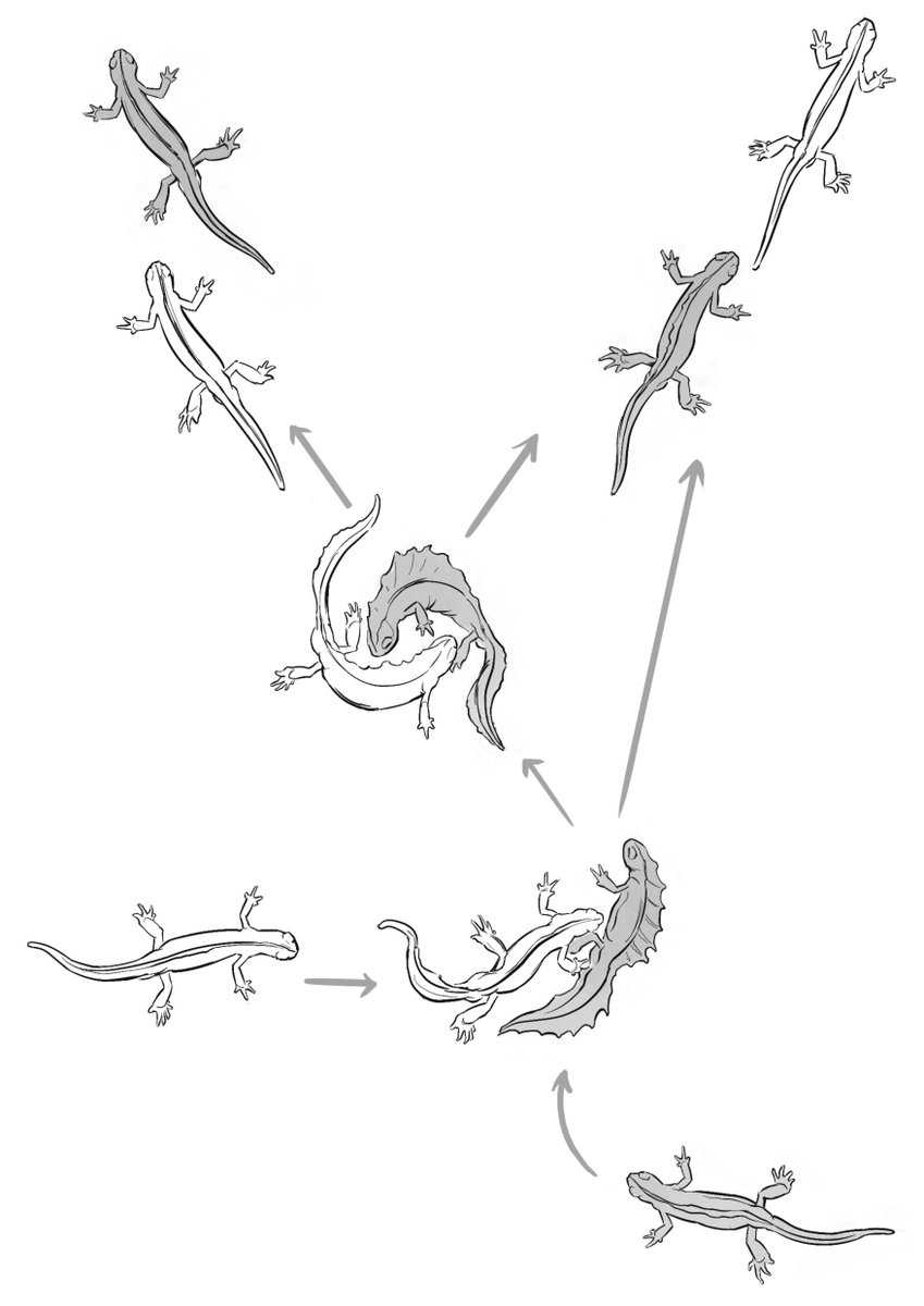 Illustration on newt behaviour: aggression between males #sciart #newt #illustration