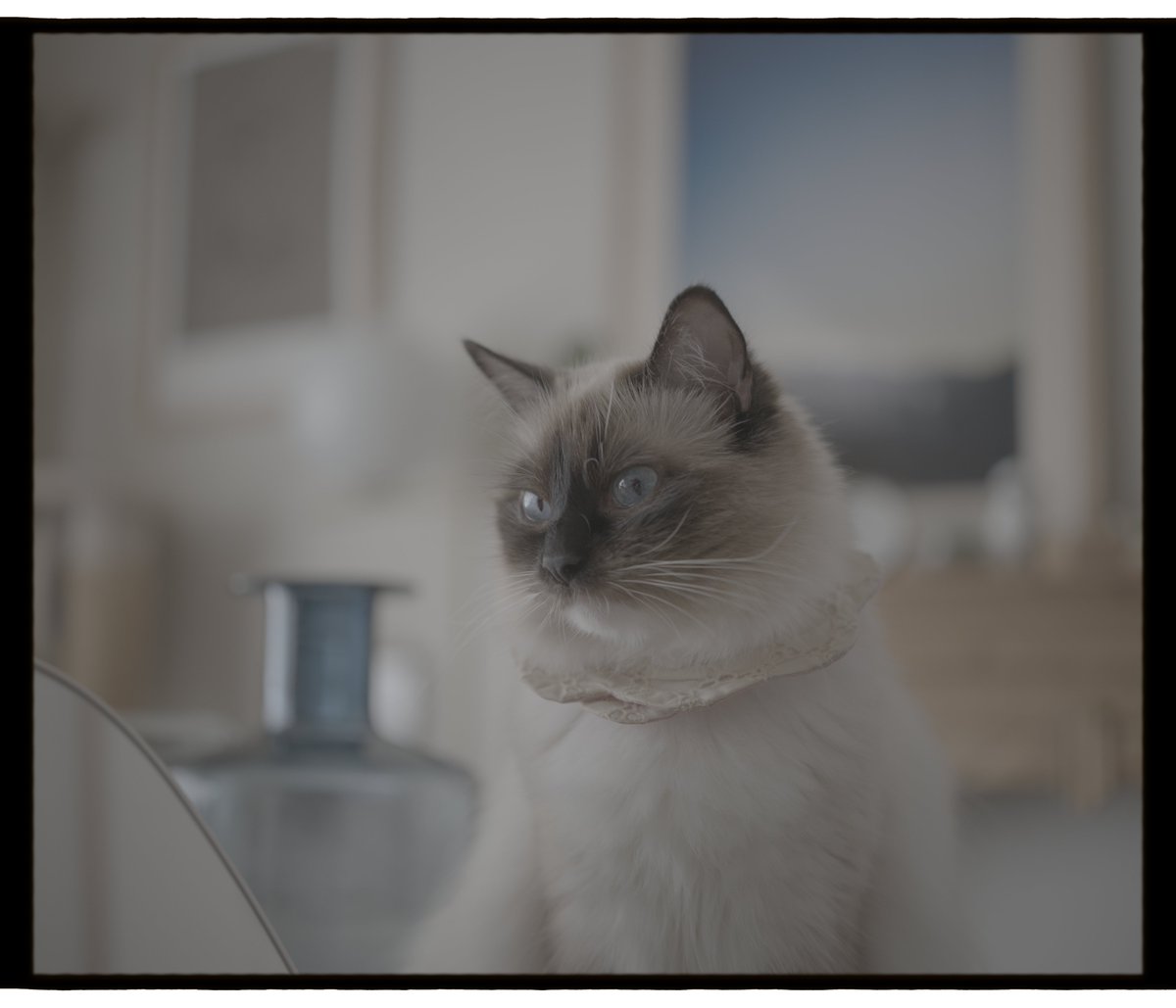hayashiwithcats's tweet photo. DaVinci Resolveで写真を現像するメリット

・CST（カラースペース変換）が使えるので初期状態がとても扱いやすい（画像1枚目）
・彩度vs彩度、輝度vs彩度などのDensityを高める機能がたくさんある
・コントラスト調整など基本的な部分の変化の質が高い
・明るさ系の調整ひとつとってもLogホイールなどたくさんの調整方法がある
・グローやハレーション、収差などを自在に作成可能
・グレインをハイライト、ミッドトーン、シャドウに分けて加えることが出来るのでフィルムに非常に近いグレインを与えることが出来る
・マスク機能が充実しているので細部の調整が可能
・ブラー→シャープなどの解像感を調整する機能がある（いわゆるFilm Resolutionと呼ばれる調整で、フィルムをスキャンしたときの解像感の再現が可能）

などなど挙げればキリがない。
写真現像ソフト+Photoshop=DaVinci Resolveという感じなので、「RAW状態のままレタッチできるPhotoshop」という感じです。