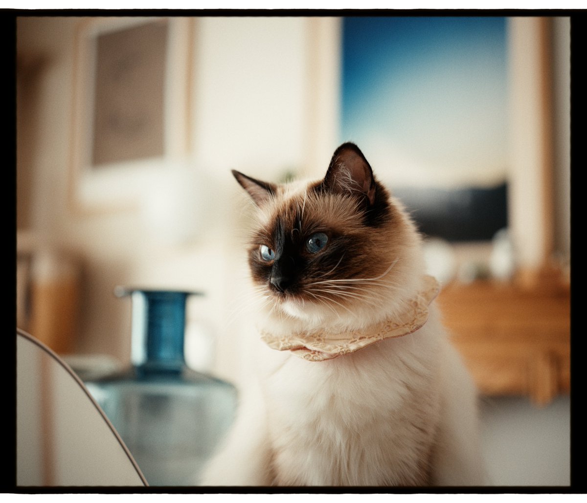 hayashiwithcats's tweet photo. DaVinci Resolveで写真を現像するメリット

・CST（カラースペース変換）が使えるので初期状態がとても扱いやすい（画像1枚目）
・彩度vs彩度、輝度vs彩度などのDensityを高める機能がたくさんある
・コントラスト調整など基本的な部分の変化の質が高い
・明るさ系の調整ひとつとってもLogホイールなどたくさんの調整方法がある
・グローやハレーション、収差などを自在に作成可能
・グレインをハイライト、ミッドトーン、シャドウに分けて加えることが出来るのでフィルムに非常に近いグレインを与えることが出来る
・マスク機能が充実しているので細部の調整が可能
・ブラー→シャープなどの解像感を調整する機能がある（いわゆるFilm Resolutionと呼ばれる調整で、フィルムをスキャンしたときの解像感の再現が可能）

などなど挙げればキリがない。
写真現像ソフト+Photoshop=DaVinci Resolveという感じなので、「RAW状態のままレタッチできるPhotoshop」という感じです。