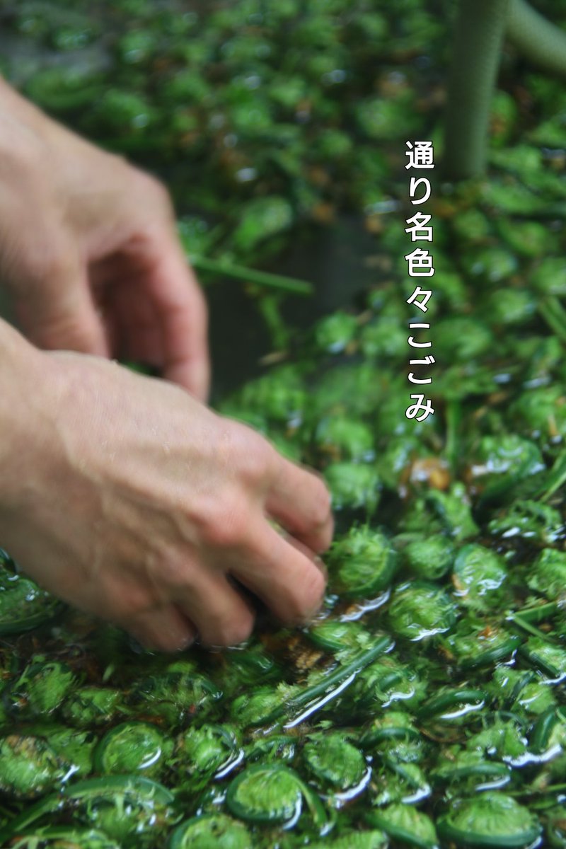 japtra's tweet photo. This is ``Kogomi'', which is a little early, but I can't wait to see a lot of buds. When the season comes, a lot of "Sansai" can be harvested. It is one of the delicacies of Japanese people.
#okuhida #hidatakayama #shirakawago #fukuchionsen #hirayu #japanlocal #deepJapan https://t.co/JTmmuphqKg