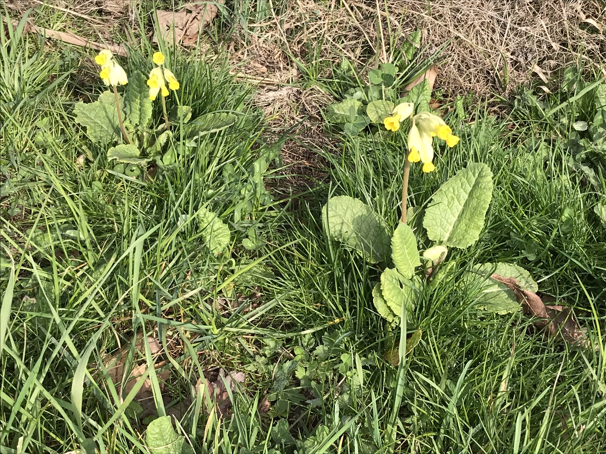 MenstonNature's tweet photo. Come wildflower planting this Sunday 10th March at 2pm in Miss Porritt's field, Cleasby Road, Menston. Please bring your own trowel. https://t.co/VJ6AswDN5L
