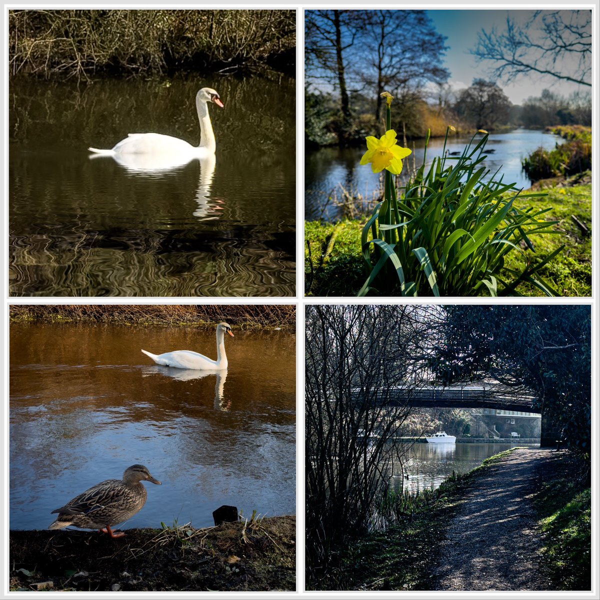 It’s been a couple of weeks but I’m back out walking. A lovely morning along the #Leeds #Liverpool Canal at #WhittleLeWoods @CanaRiverTrust  👍👍