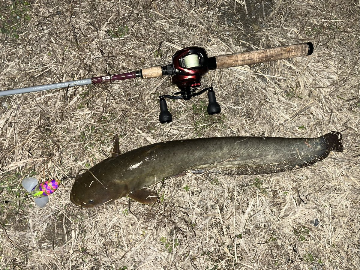 catfish_kun's tweet photo. 本日のナマズ釣果
友達のシゲちゃんとナイトゲーム😊
去年誕プレで貰ったナジーバグ🎵
お揃いのロッド&リール&ルアーで✨
お互いに��さんゲット👍✨
寒くて早上がりしようとしたらカイロ渡されて続行🤣(笑)
めちゃ寒かったけど楽しめました☺️✨
4バイト1ヒット1ゲット
#ザクトクラフト #flixir https://t.co/XWZKD45pbW