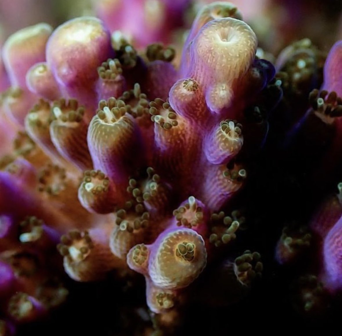AtabeyGC's tweet photo. Corals from magnetic island 

#corals #ocean #coralsfarming #farmingcorals https://t.co/lQVd640s5q