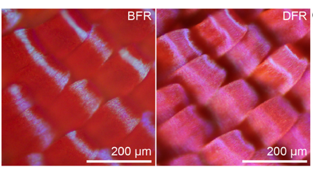 OpticaPubsGroup's tweet photo. View Spotlight Analysis of the #OPG_OpEx paper Co-modulation of structural and pigmentary coloration in Lyropteryx apollonia butterfly https://t.co/wMfcC4ggtg Spotlight Summary by Serge Berthier #Nanostructures #OpticalMicroscopy https://t.co/ycodceZvEq