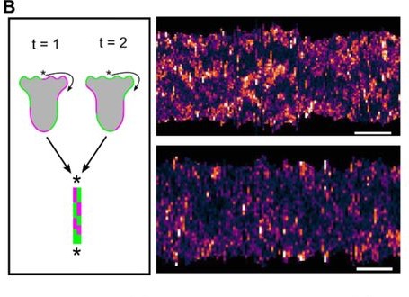 preLights's tweet photo. “The results presented in this [#preprint] have significant implications for numerous research fields, ranging from basic cell biology to therapeutic development.”

Check out the latest #preLights post from Vibha Singh (@SVibha1)! ⬇️

https://t.co/qlHdf8wRbi https://t.co/eWTWaKLdSn