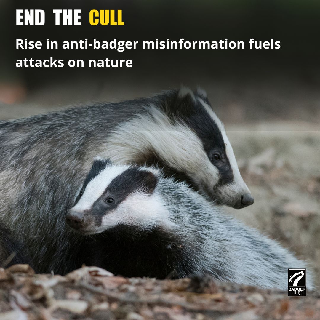 Rise in anti-badger misinformation fuels attacks on nature Parliamentary debates and government-backed studies reveal policymakers’ failure to confront farmed animal disease at its source Read more > buff.ly/3T4QsnT #EndtheCull