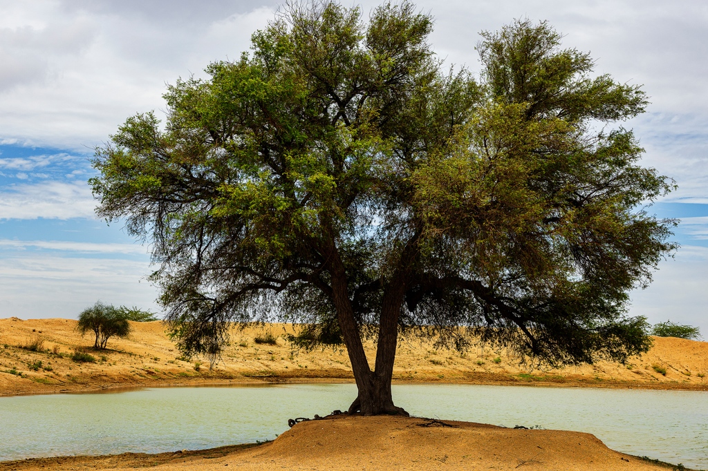 ☁️ Report from #WWN28NorthParallel ☁️⁠ ⁠ Khejri Trees is a visual diary of the revered Khejri Trees that are found in Rajasthan by Atul Bhalla. ⁠ 👉🏾 Find out more - tinyurl.com/y8c7aatm #WWN #weatherreports #AtulBhalla