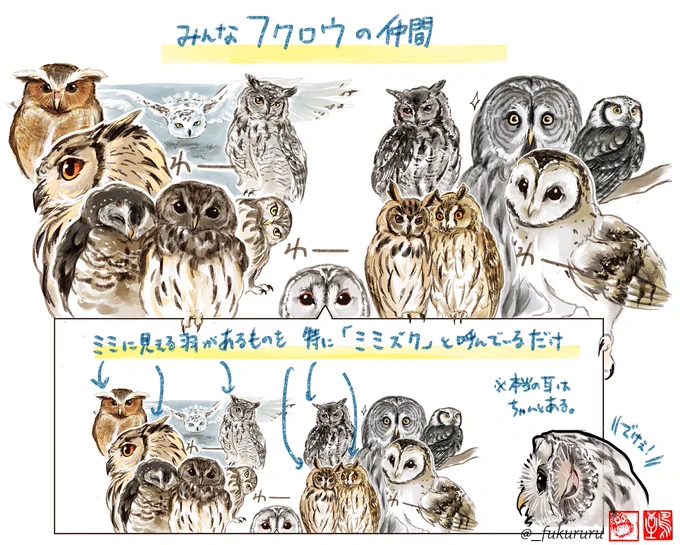 「頭にミミみたいな羽があるからフクロウじゃなくてミミズク」論、また広がっているけど「どっちもフクロウの仲間で羽があるのを特にミミズクと呼んでいる」だけなんじゃよイケメンはイケてるメンズであって、イケメンとメンズは別って言ってる様なまあ確かにミミズクは特にイケメンに見え何の話? 