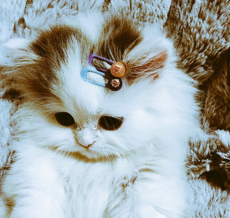 pathan659's tweet photo. Do you like this cat? ❤️😍😍
#อุงเอิง #แพทริค #r4today https://t.co/d9ND8mg5LM