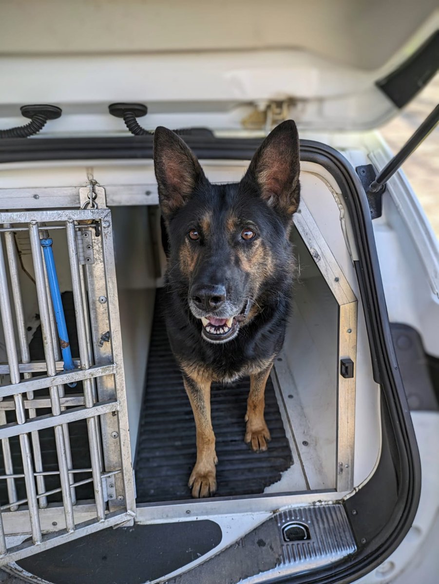 Following reports of a serious assault in Derby the suspect suspiciously hands himself into Armed Officers after a short chase. Due to this PD STELLA deployed into a large playing field for a property search and locates a large amount of suspected Class A and a phone. #GoodGirl